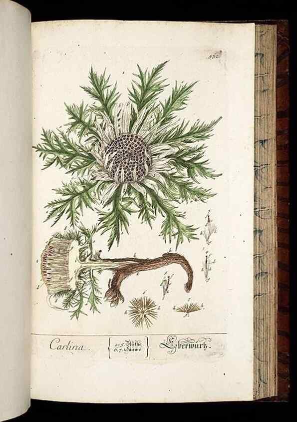 Reproducción/Reproduction 8430067952: Herbarium Blackwellianum emendatum et auctum, id est, Elisabethae Blackwell collectio stirpium. Norimbergae : Typis Io. Iosephi Fleischmanni, 1750-1773.