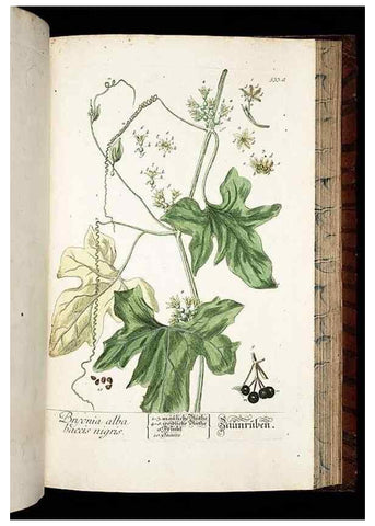 Reproducción/Reproduction 8430068334: Herbarium Blackwellianum emendatum et auctum, id est, Elisabethae Blackwell collectio stirpium. Norimbergae : Typis Io. Iosephi Fleischmanni, 1750-1773.