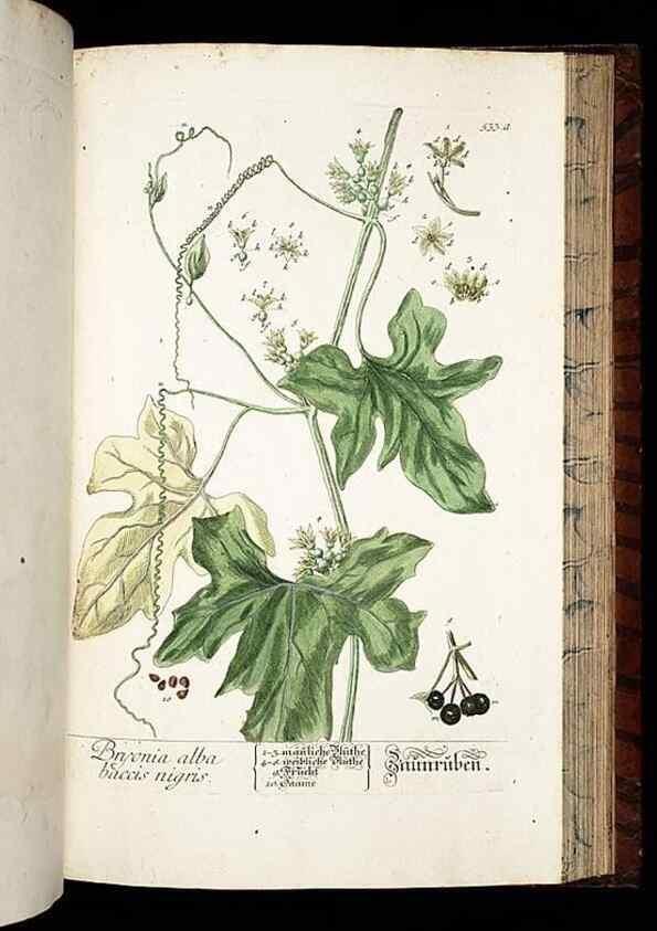 Reproducción/Reproduction 8430068334: Herbarium Blackwellianum emendatum et auctum, id est, Elisabethae Blackwell collectio stirpium. Norimbergae : Typis Io. Iosephi Fleischmanni, 1750-1773.