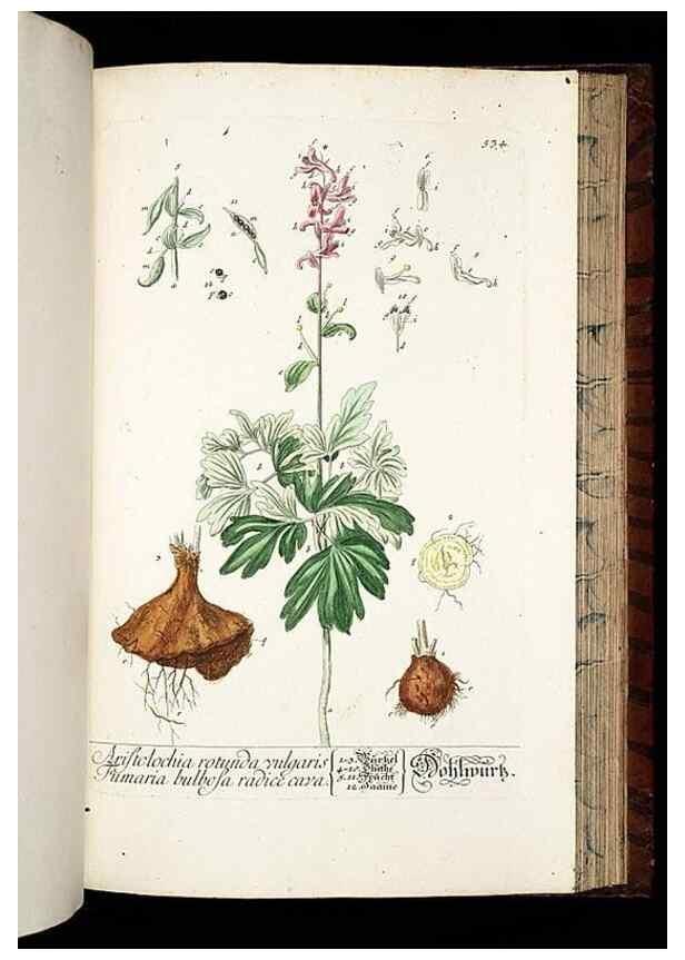Reproducción/Reproduction 8430068760: Herbarium Blackwellianum emendatum et auctum, id est, Elisabethae Blackwell collectio stirpium. Norimbergae : Typis Io. Iosephi Fleischmanni, 1750-1773.