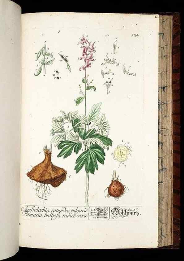 Reproducción/Reproduction 8430068760: Herbarium Blackwellianum emendatum et auctum, id est, Elisabethae Blackwell collectio stirpium. Norimbergae : Typis Io. Iosephi Fleischmanni, 1750-1773.