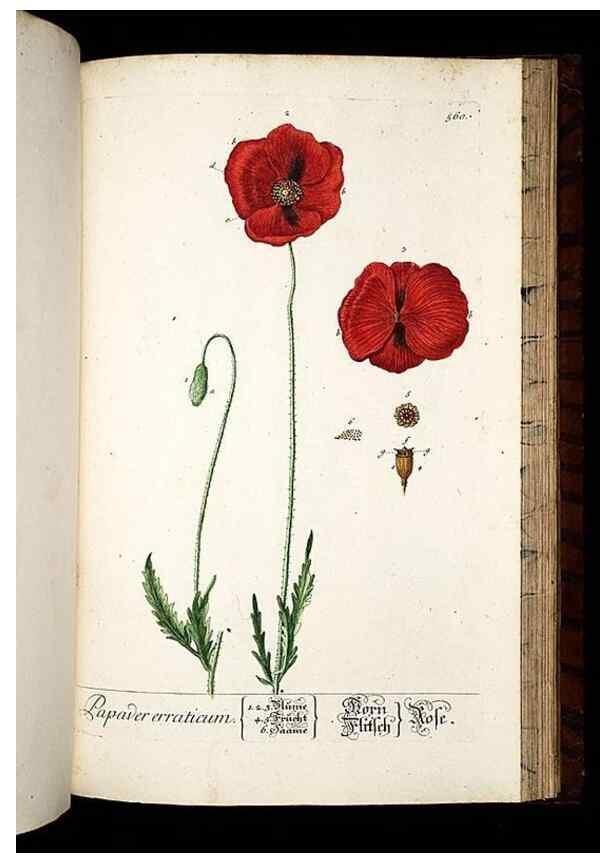 Reproducción/Reproduction 8430074470: Herbarium Blackwellianum emendatum et auctum, id est, Elisabethae Blackwell collectio stirpium. Norimbergae : Typis Io. Iosephi Fleischmanni, 1750-1773.