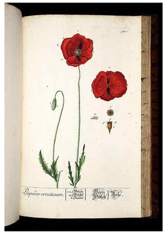 Reproducción/Reproduction 8430074470: Herbarium Blackwellianum emendatum et auctum, id est, Elisabethae Blackwell collectio stirpium. Norimbergae : Typis Io. Iosephi Fleischmanni, 1750-1773.