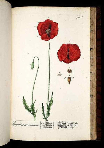 Reproducción/Reproduction 8430074470: Herbarium Blackwellianum emendatum et auctum, id est, Elisabethae Blackwell collectio stirpium. Norimbergae : Typis Io. Iosephi Fleischmanni, 1750-1773.