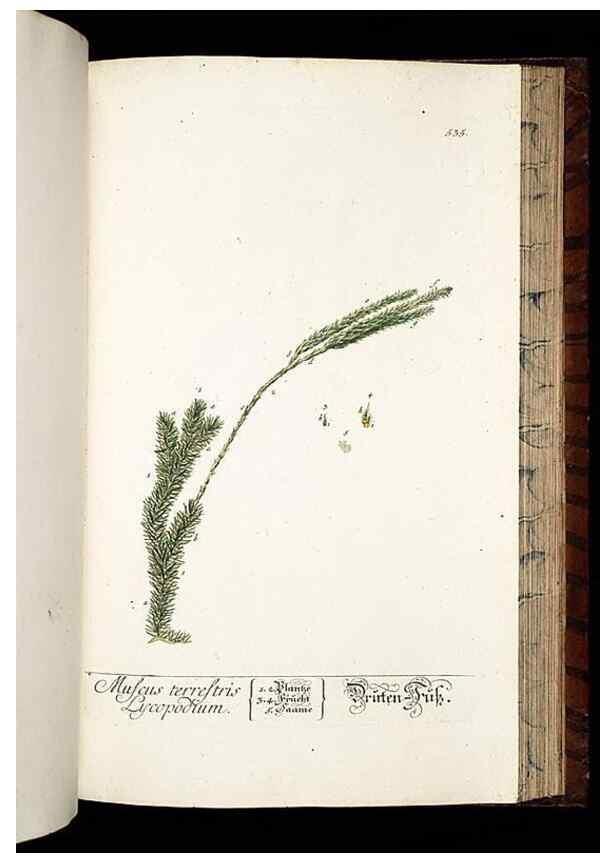 Reproducción/Reproduction 8428980847: Herbarium Blackwellianum emendatum et auctum, id est, Elisabethae Blackwell collectio stirpium. Norimbergae : Typis Io. Iosephi Fleischmanni, 1750-1773.