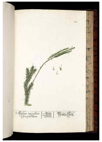 Reproducción/Reproduction 8428980847: Herbarium Blackwellianum emendatum et auctum, id est, Elisabethae Blackwell collectio stirpium. Norimbergae : Typis Io. Iosephi Fleischmanni, 1750-1773.