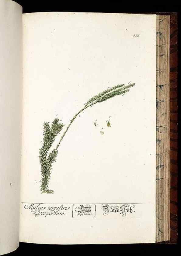 Reproducción/Reproduction 8428980847: Herbarium Blackwellianum emendatum et auctum, id est, Elisabethae Blackwell collectio stirpium. Norimbergae : Typis Io. Iosephi Fleischmanni, 1750-1773.