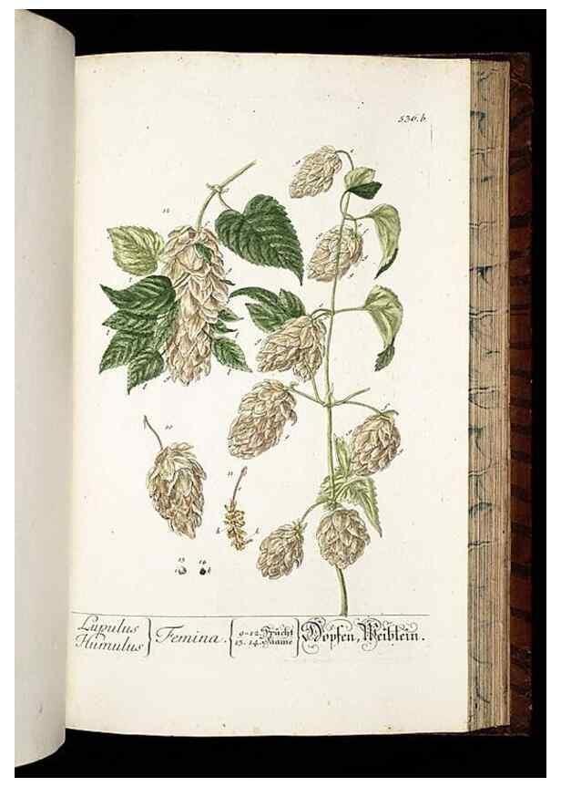 Reproducción/Reproduction 8430069192: Herbarium Blackwellianum emendatum et auctum, id est, Elisabethae Blackwell collectio stirpium. Norimbergae : Typis Io. Iosephi Fleischmanni, 1750-1773.