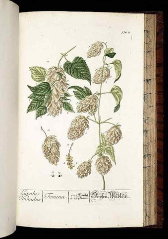 Reproducción/Reproduction 8430069192: Herbarium Blackwellianum emendatum et auctum, id est, Elisabethae Blackwell collectio stirpium. Norimbergae : Typis Io. Iosephi Fleischmanni, 1750-1773.