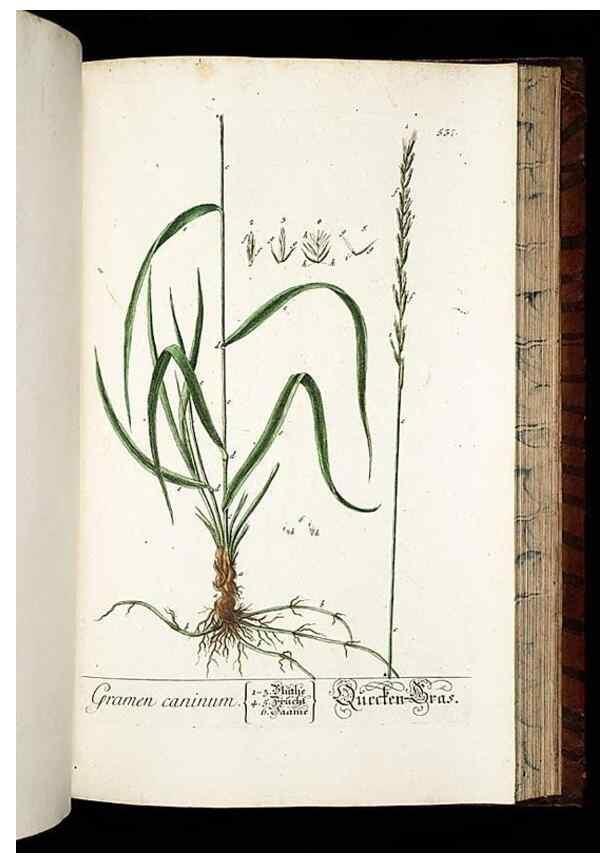 Reproducción/Reproduction 8430069400: Herbarium Blackwellianum emendatum et auctum, id est, Elisabethae Blackwell collectio stirpium. Norimbergae : Typis Io. Iosephi Fleischmanni, 1750-1773.