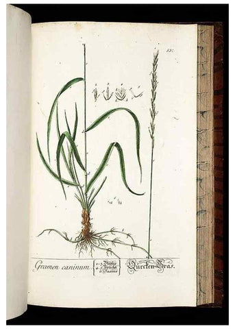 Reproducción/Reproduction 8430069400: Herbarium Blackwellianum emendatum et auctum, id est, Elisabethae Blackwell collectio stirpium. Norimbergae : Typis Io. Iosephi Fleischmanni, 1750-1773.
