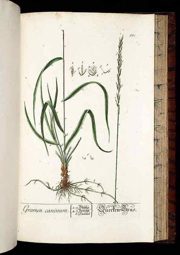 Reproducción/Reproduction 8430069400: Herbarium Blackwellianum emendatum et auctum, id est, Elisabethae Blackwell collectio stirpium. Norimbergae : Typis Io. Iosephi Fleischmanni, 1750-1773.
