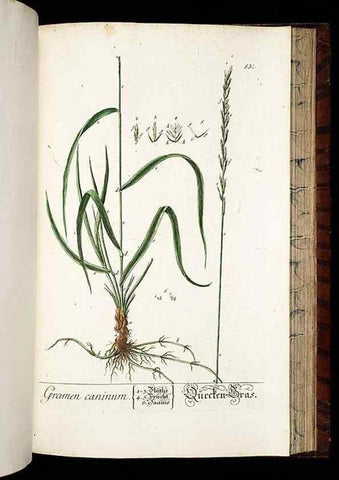 Reproducción/Reproduction 8430069400: Herbarium Blackwellianum emendatum et auctum, id est, Elisabethae Blackwell collectio stirpium. Norimbergae : Typis Io. Iosephi Fleischmanni, 1750-1773.