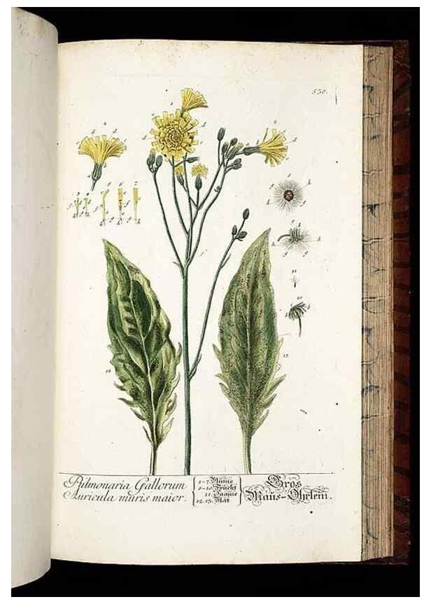 Reproducción/Reproduction 8430069628: Herbarium Blackwellianum emendatum et auctum, id est, Elisabethae Blackwell collectio stirpium. Norimbergae : Typis Io. Iosephi Fleischmanni, 1750-1773.