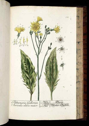 Reproducción/Reproduction 8430069628: Herbarium Blackwellianum emendatum et auctum, id est, Elisabethae Blackwell collectio stirpium. Norimbergae : Typis Io. Iosephi Fleischmanni, 1750-1773.