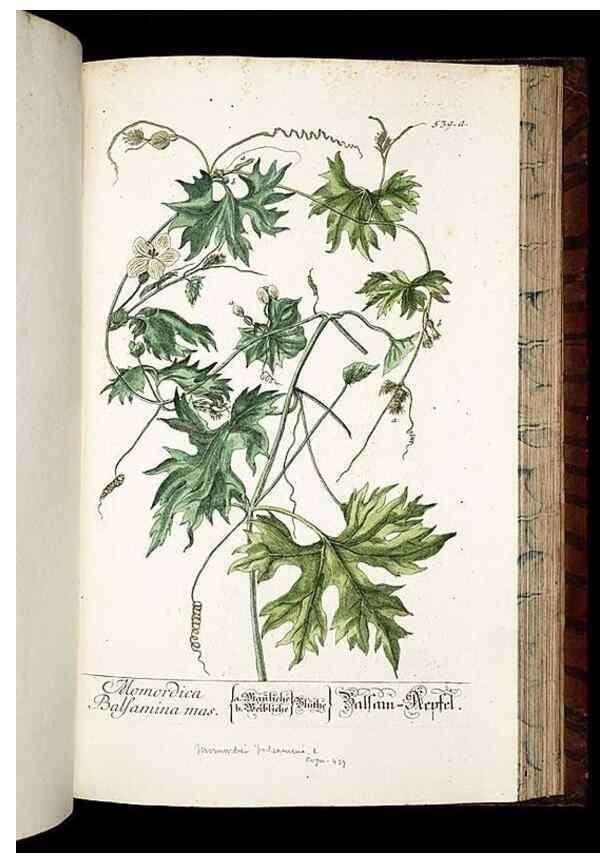 Reproducción/Reproduction 8430069860: Herbarium Blackwellianum emendatum et auctum, id est, Elisabethae Blackwell collectio stirpium. Norimbergae : Typis Io. Iosephi Fleischmanni, 1750-1773.