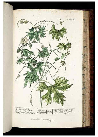 Reproducción/Reproduction 8430069860: Herbarium Blackwellianum emendatum et auctum, id est, Elisabethae Blackwell collectio stirpium. Norimbergae : Typis Io. Iosephi Fleischmanni, 1750-1773.
