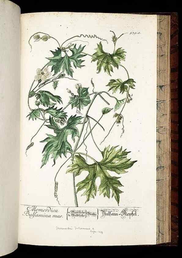Reproducción/Reproduction 8430069860: Herbarium Blackwellianum emendatum et auctum, id est, Elisabethae Blackwell collectio stirpium. Norimbergae : Typis Io. Iosephi Fleischmanni, 1750-1773.
