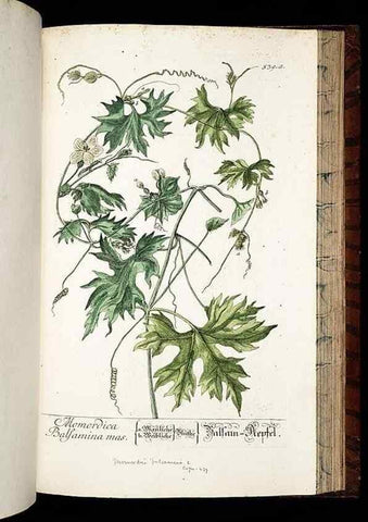 Reproducción/Reproduction 8430069860: Herbarium Blackwellianum emendatum et auctum, id est, Elisabethae Blackwell collectio stirpium. Norimbergae : Typis Io. Iosephi Fleischmanni, 1750-1773.