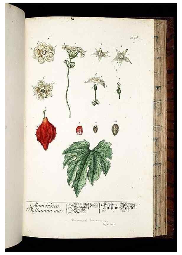 Reproducción/Reproduction 8428982081: Herbarium Blackwellianum emendatum et auctum, id est, Elisabethae Blackwell collectio stirpium. Norimbergae : Typis Io. Iosephi Fleischmanni, 1750-1773.