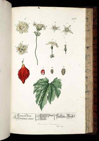 Reproducción/Reproduction 8428982081: Herbarium Blackwellianum emendatum et auctum, id est, Elisabethae Blackwell collectio stirpium. Norimbergae : Typis Io. Iosephi Fleischmanni, 1750-1773.