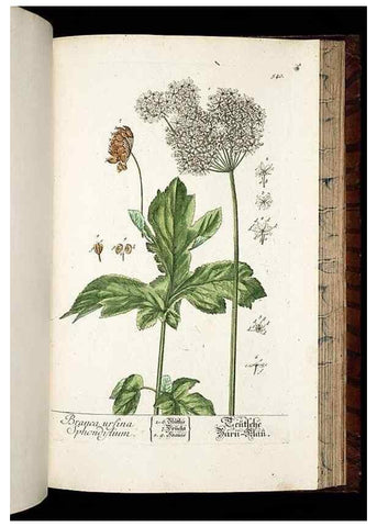 Reproducción/Reproduction 8430070342: Herbarium Blackwellianum emendatum et auctum, id est, Elisabethae Blackwell collectio stirpium. Norimbergae : Typis Io. Iosephi Fleischmanni, 1750-1773.