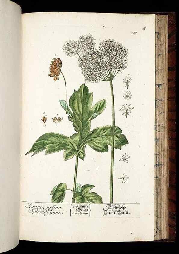 Reproducción/Reproduction 8430070342: Herbarium Blackwellianum emendatum et auctum, id est, Elisabethae Blackwell collectio stirpium. Norimbergae : Typis Io. Iosephi Fleischmanni, 1750-1773.