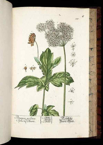 Reproducción/Reproduction 8430070342: Herbarium Blackwellianum emendatum et auctum, id est, Elisabethae Blackwell collectio stirpium. Norimbergae : Typis Io. Iosephi Fleischmanni, 1750-1773.