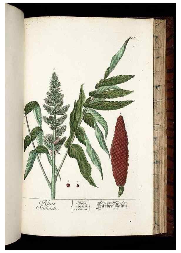 Reproducción/Reproduction 8430070504: Herbarium Blackwellianum emendatum et auctum, id est, Elisabethae Blackwell collectio stirpium. Norimbergae : Typis Io. Iosephi Fleischmanni, 1750-1773.
