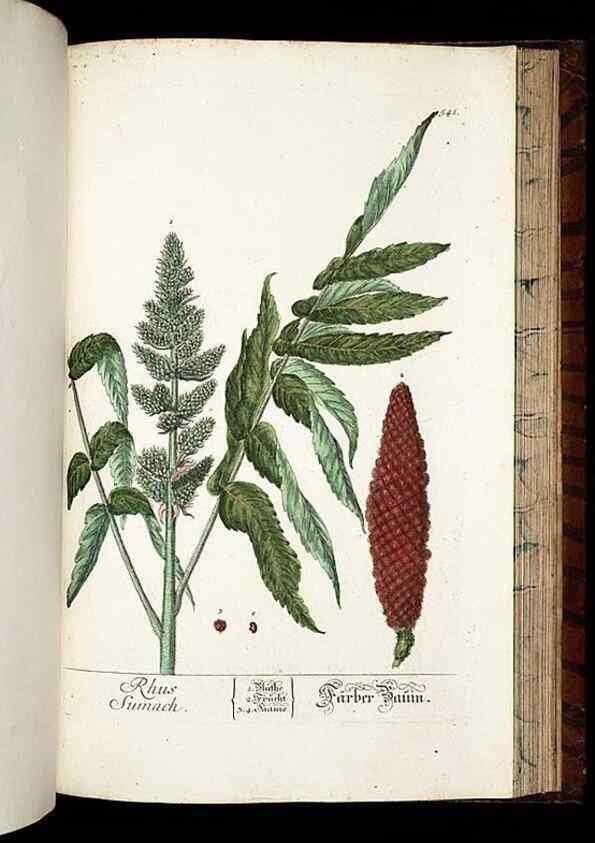Reproducción/Reproduction 8430070504: Herbarium Blackwellianum emendatum et auctum, id est, Elisabethae Blackwell collectio stirpium. Norimbergae : Typis Io. Iosephi Fleischmanni, 1750-1773.