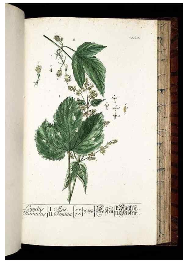 Reproducción/Reproduction 8430069036: Herbarium Blackwellianum emendatum et auctum, id est, Elisabethae Blackwell collectio stirpium. Norimbergae : Typis Io. Iosephi Fleischmanni, 1750-1773.