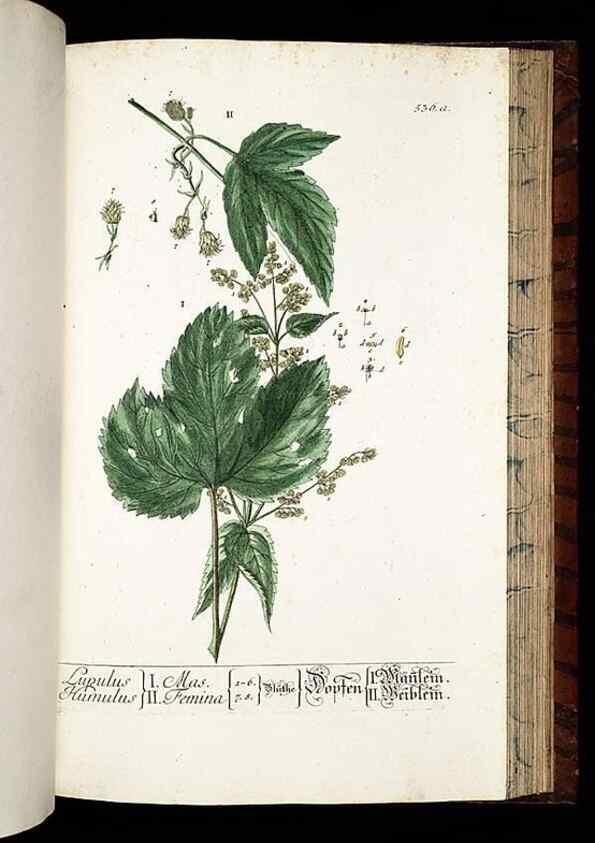 Reproducción/Reproduction 8430069036: Herbarium Blackwellianum emendatum et auctum, id est, Elisabethae Blackwell collectio stirpium. Norimbergae : Typis Io. Iosephi Fleischmanni, 1750-1773.