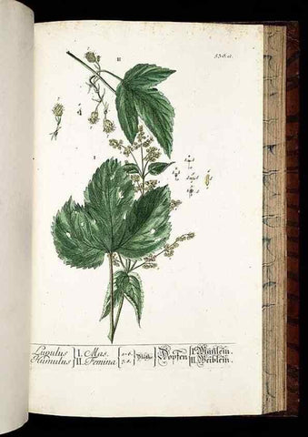 Reproducción/Reproduction 8430069036: Herbarium Blackwellianum emendatum et auctum, id est, Elisabethae Blackwell collectio stirpium. Norimbergae : Typis Io. Iosephi Fleischmanni, 1750-1773.