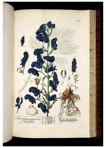 Reproducción/Reproduction 8428986553: Herbarium Blackwellianum emendatum et auctum, id est, Elisabethae Blackwell collectio stirpium. Norimbergae : Typis Io. Iosephi Fleischmanni, 1750-1773.