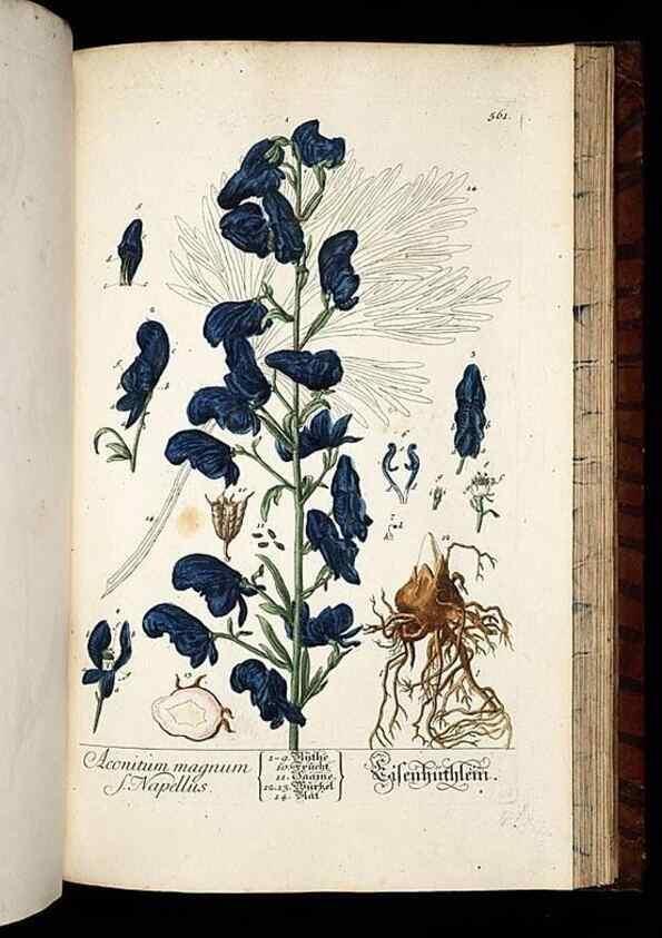 Reproducción/Reproduction 8428986553: Herbarium Blackwellianum emendatum et auctum, id est, Elisabethae Blackwell collectio stirpium. Norimbergae : Typis Io. Iosephi Fleischmanni, 1750-1773.