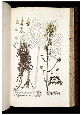 Reproducción/Reproduction 8430074970: Herbarium Blackwellianum emendatum et auctum, id est, Elisabethae Blackwell collectio stirpium. Norimbergae : Typis Io. Iosephi Fleischmanni, 1750-1773.