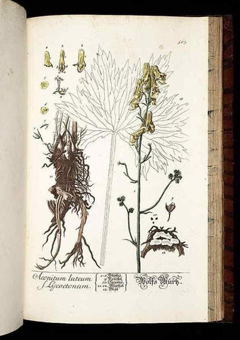 Reproducción/Reproduction 8430074970: Herbarium Blackwellianum emendatum et auctum, id est, Elisabethae Blackwell collectio stirpium. Norimbergae : Typis Io. Iosephi Fleischmanni, 1750-1773.