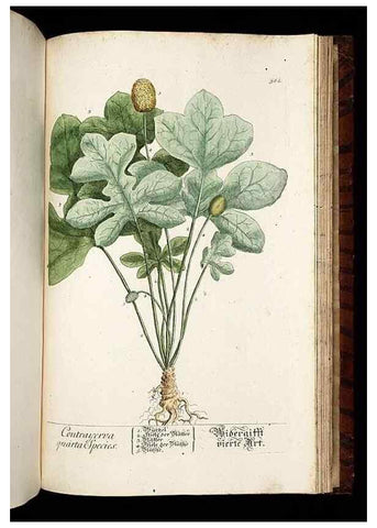Reproducción/Reproduction 8430079346: Herbarium Blackwellianum emendatum et auctum, id est, Elisabethae Blackwell collectio stirpium. Norimbergae : Typis Io. Iosephi Fleischmanni, 1750-1773.