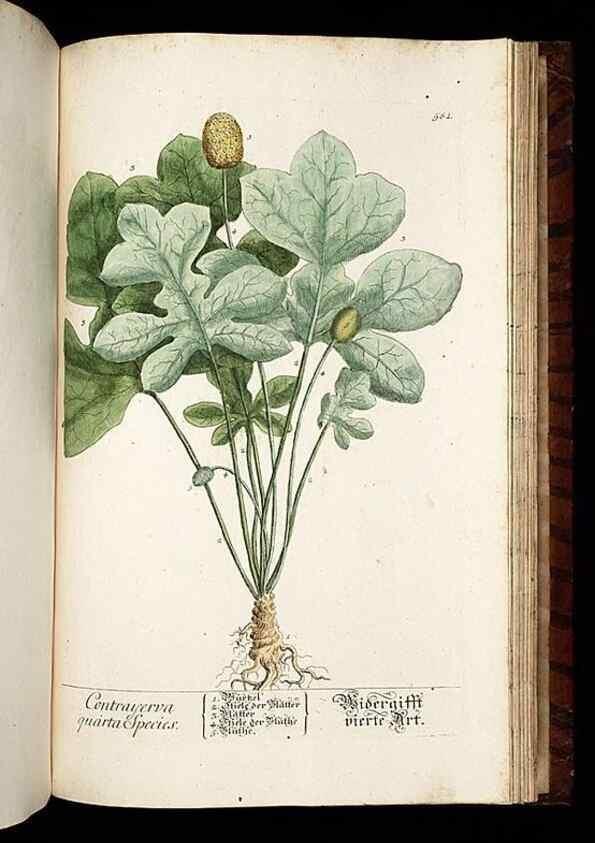 Reproducción/Reproduction 8430079346: Herbarium Blackwellianum emendatum et auctum, id est, Elisabethae Blackwell collectio stirpium. Norimbergae : Typis Io. Iosephi Fleischmanni, 1750-1773.
