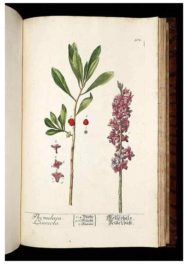Reproducción/Reproduction 8430079640: Herbarium Blackwellianum emendatum et auctum, id est, Elisabethae Blackwell collectio stirpium. Norimbergae : Typis Io. Iosephi Fleischmanni, 1750-1773.