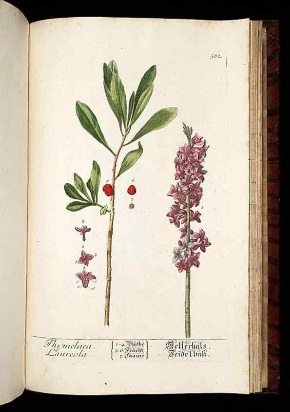 Reproducción/Reproduction 8430079640: Herbarium Blackwellianum emendatum et auctum, id est, Elisabethae Blackwell collectio stirpium. Norimbergae : Typis Io. Iosephi Fleischmanni, 1750-1773.