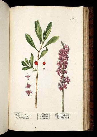 Reproducción/Reproduction 8430079640: Herbarium Blackwellianum emendatum et auctum, id est, Elisabethae Blackwell collectio stirpium. Norimbergae : Typis Io. Iosephi Fleischmanni, 1750-1773.