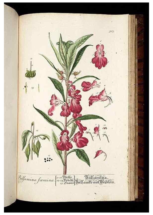 Reproducción/Reproduction 8428991841: Herbarium Blackwellianum emendatum et auctum, id est, Elisabethae Blackwell collectio stirpium. Norimbergae : Typis Io. Iosephi Fleischmanni, 1750-1773.