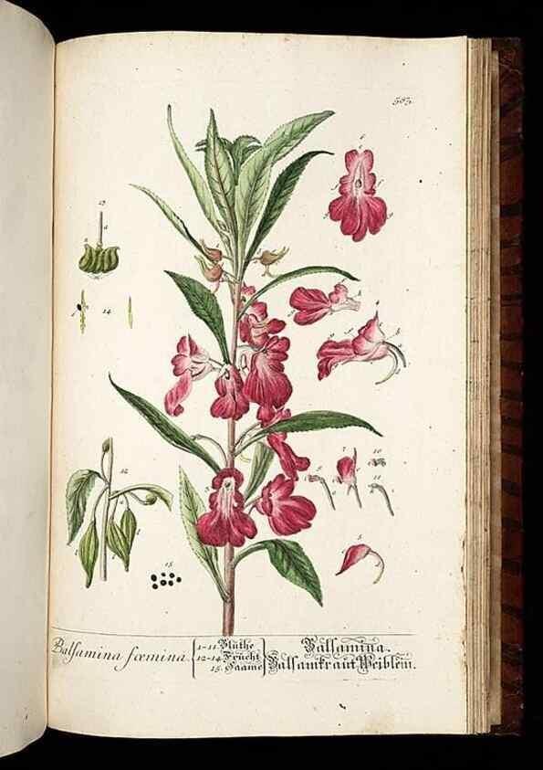 Reproducción/Reproduction 8428991841: Herbarium Blackwellianum emendatum et auctum, id est, Elisabethae Blackwell collectio stirpium. Norimbergae : Typis Io. Iosephi Fleischmanni, 1750-1773.