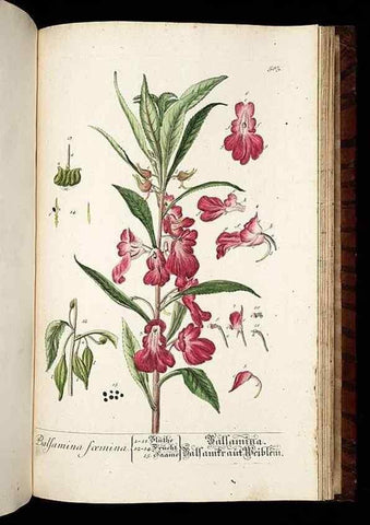 Reproducción/Reproduction 8428991841: Herbarium Blackwellianum emendatum et auctum, id est, Elisabethae Blackwell collectio stirpium. Norimbergae : Typis Io. Iosephi Fleischmanni, 1750-1773.