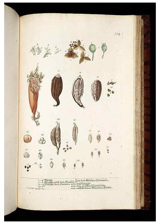 Reproducción/Reproduction 8428991993: Herbarium Blackwellianum emendatum et auctum, id est, Elisabethae Blackwell collectio stirpium. Norimbergae : Typis Io. Iosephi Fleischmanni, 1750-1773.