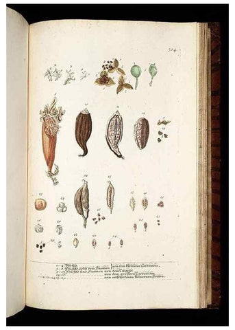 Reproducción/Reproduction 8428991993: Herbarium Blackwellianum emendatum et auctum, id est, Elisabethae Blackwell collectio stirpium. Norimbergae : Typis Io. Iosephi Fleischmanni, 1750-1773.