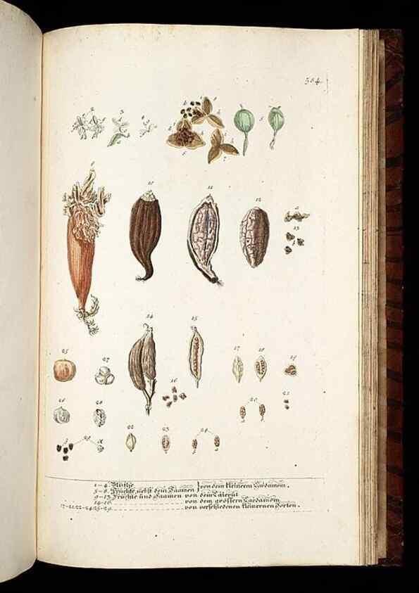Reproducción/Reproduction 8428991993: Herbarium Blackwellianum emendatum et auctum, id est, Elisabethae Blackwell collectio stirpium. Norimbergae : Typis Io. Iosephi Fleischmanni, 1750-1773.