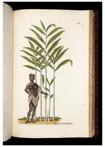 Reproducción/Reproduction 8430080066: Herbarium Blackwellianum emendatum et auctum, id est, Elisabethae Blackwell collectio stirpium. Norimbergae : Typis Io. Iosephi Fleischmanni, 1750-1773.