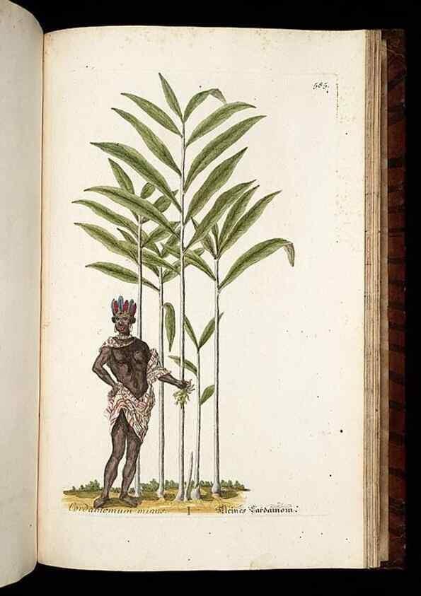 Reproducción/Reproduction 8430080066: Herbarium Blackwellianum emendatum et auctum, id est, Elisabethae Blackwell collectio stirpium. Norimbergae : Typis Io. Iosephi Fleischmanni, 1750-1773.
